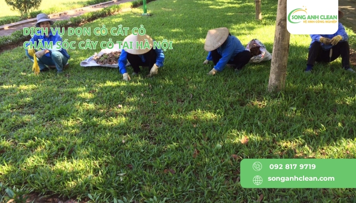 Dich-vu-don-co-cham-soc-cay-co-tai-Ha-Noi-uy-tin-chuyen-nghiep