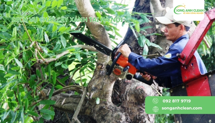 dich-vu-chat-cay-xanh-tai-ha-noi