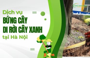 Dich-vu-bung-cay-di-roi-cay-xanh