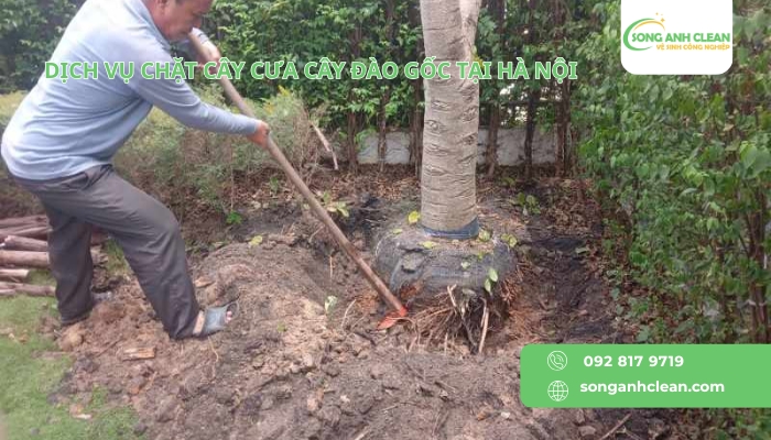 Dich-vu-chat-cay-cua-cay-dao-goc-tai-Ha-Noi-uy-tin-chat-luong.