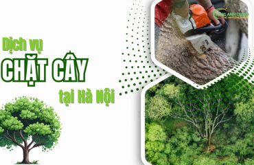 Quy-trinh-thue-dich-vu-chat-cay-tai-Ha-Noi-cua-SONGANHCLEAN.
