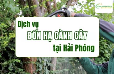 Dich-vu-don-ha-canh-cay-tai-Ha-Noi.
