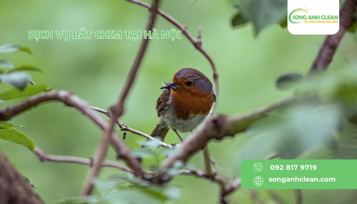 Dich-vu-bat-chim-tai-Ha-Noi-cua-SONGANHCLEAN
