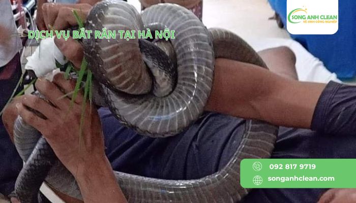 Dich-vu-bat-ran-tai-Ha-Noi-cua-SONGANHCLEAN