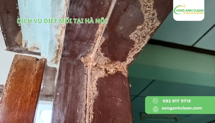 Dich-vu-diet-moi-tai-Ha-Noi-uy-tin-chuyen-nghiep