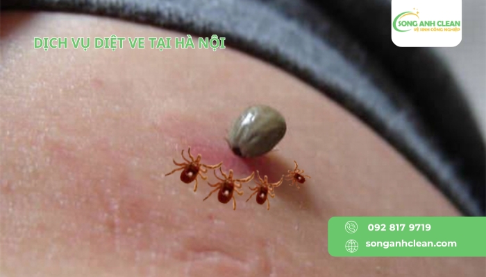 Dich-vu-diet-ve-tai-Ha-Noi-uy-tin-chuyen-nghiep