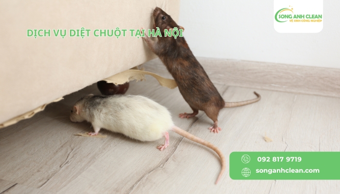 Dich-vu-diet-chuot-tai-Ha-Noi-uy-tin-chuyen-nghiep