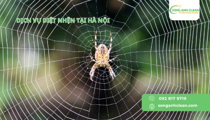 Dich-vu-diet-nhen-tai-Ha-Noi-uy-tin-chuyen-nghiep