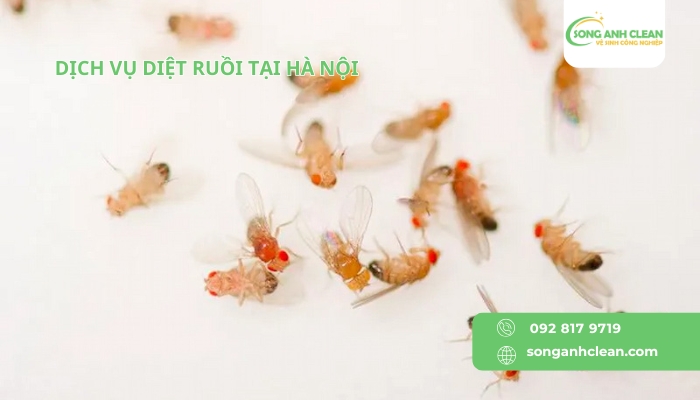 Dich-vu-diet-ruoi-uy-tin-tai-Ha-Noi