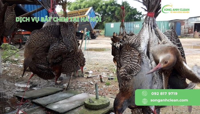 Dich-vu-bat-chim-tai-Ha-Noi-cua-SONGANHCLEAN