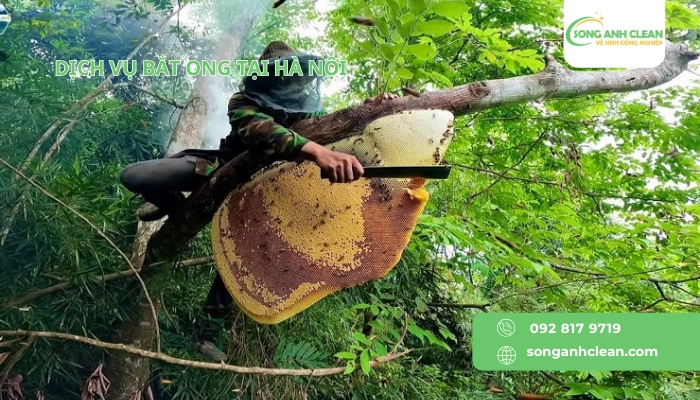 Dich-vu-bat-ong-tai-Ha-Noi-cua-SONGANHCLEAN