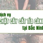 Dịch Vụ Chặt Cây Cắt Tỉa Cành Chuyên Nghiệp Tại Bắc Ninh Giá Chỉ Từ 99K