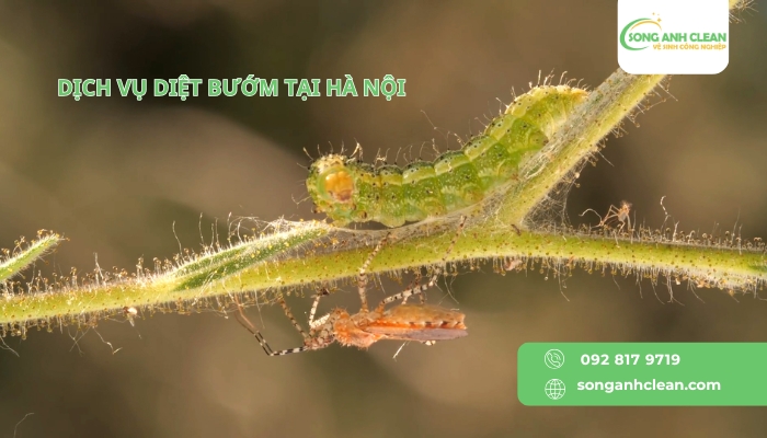 Dich-vu-diet-buom-tai-Ha-Noi-uy-tin-chuyen-nghiep