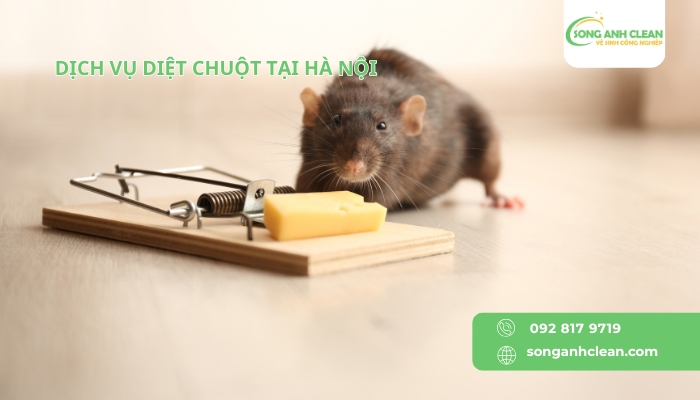 Dich-vu-diet-chuot-tai-Ha-Noi-uy-tin-chuyen-nghiep