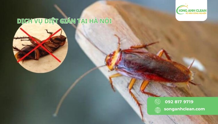 Dich-vu-diet-gian-tai-Ha-Noi.