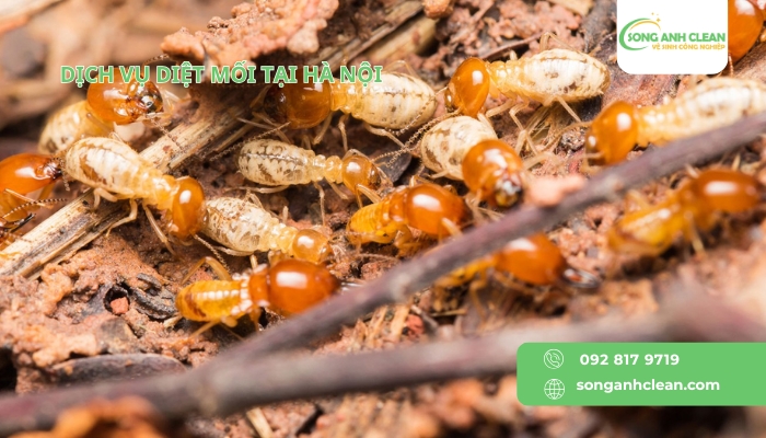 Dich-vu-diet-moi-tai-Ha-Noi-uy-tin-chuyen-nghiep