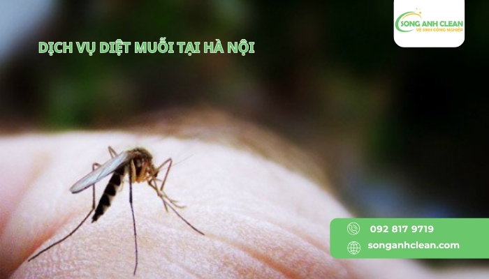 Dich-vu-diet-muoi-tai-Ha-Noi-cua-SONGANHCLEAN