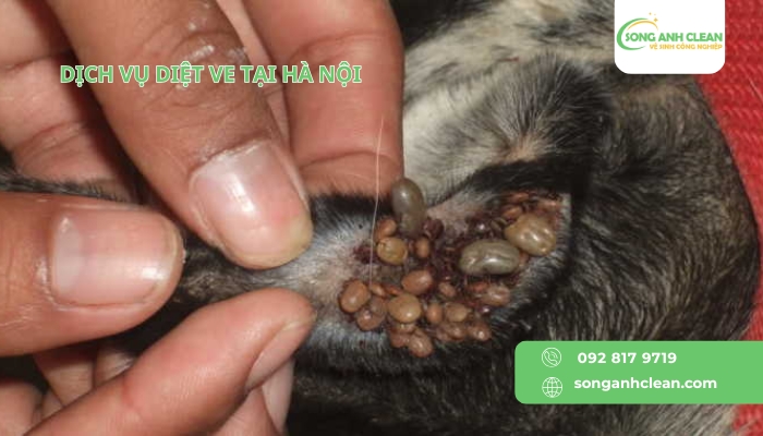 Dich-vu-diet-ve-tai-Ha-Noi-uy-tin-chuyen-nghiep