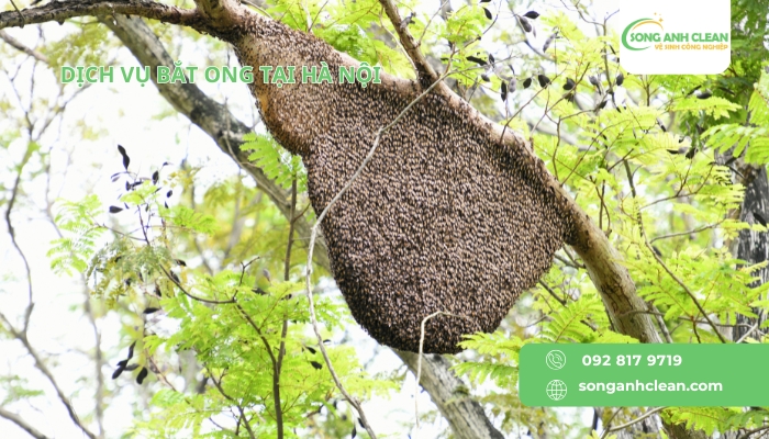 Dich-vu-bat-ong-tai-Ha-Noi-cua-SONGANHCLEAN