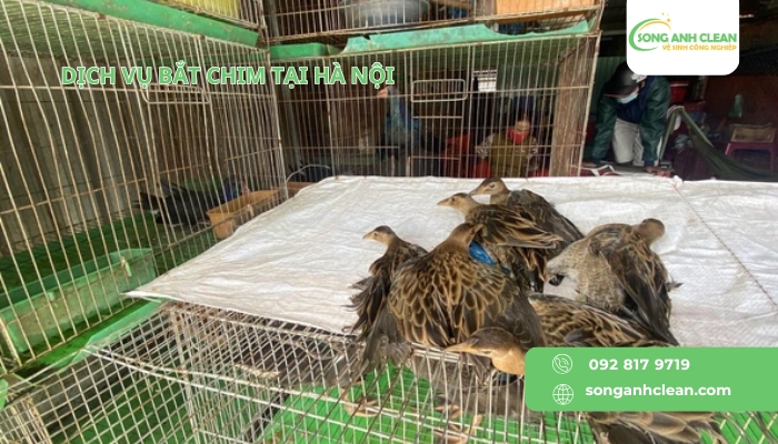 Dich-vu-bat-chim-tai-Ha-Noi-cua-SONGANHCLEAN