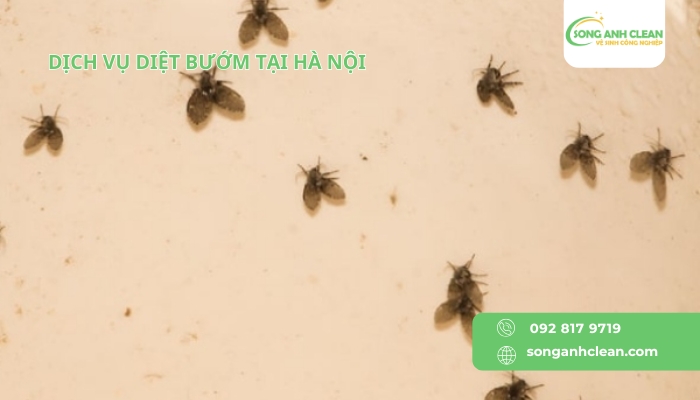 Dich-vu-diet-buom-tai-Ha-Noi-uy-tin-chuyen-nghiep
