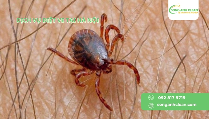 Dich-vu-diet-ve-tai-Ha-Noi-uy-tin-chuyen-nghiep