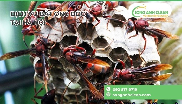 Cach-bat-ong-vo-ve-ban-ngay