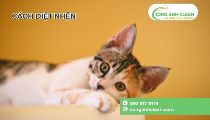 Thuoc-xit-nhen-trong-nha